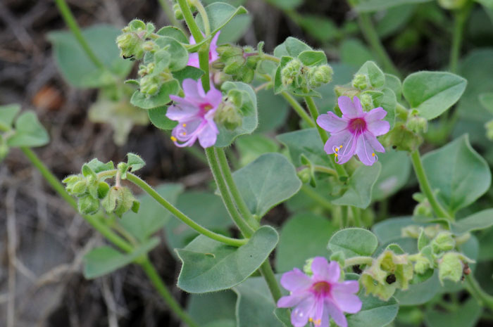 Mirabilis pumila, Dwarf Four O'clock